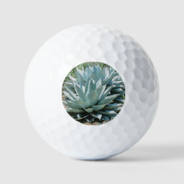 Agave Succult Plant Cactus Green Sage