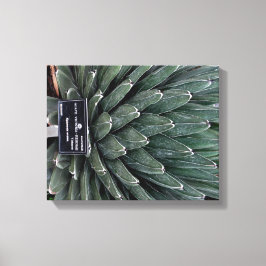 Agave Victoria Plant Photo Canvas