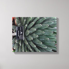 Agave Victoria Plant Photo Canvas