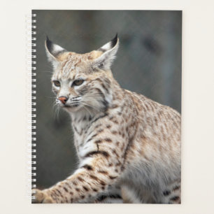 Agenda 2022 Bobcat
