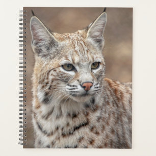 Agenda 2022 Bobcat em Nova Jersey