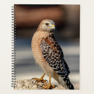 Agenda 2022 Red Shoulsing Hawk