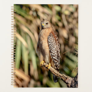 Agenda 2022 Red Shoulsing Hawk