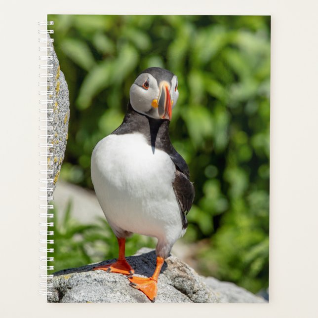 Agenda 2024 Atlantic Puffin no Maine (Frente)