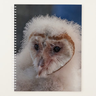 Agenda 2024 Young Barn Owl