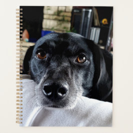 Agenda Adicione a foto do seu cão a este personalizado