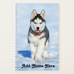 Agenda Adorável Husky Siberiano Puppy na neve