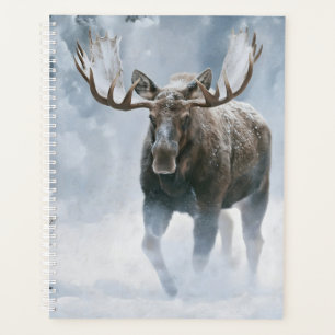 Agenda Alce Macho Caminhando pela Neve Boreal