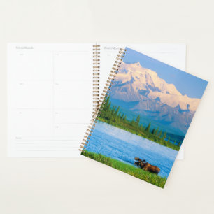 Agenda Alce macho no Wonder Lake