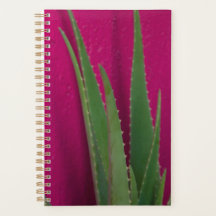 Aloe Rosa - Arte - Aloe Vera contra rosa
