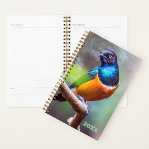 Agenda Amarra Azul-Laranja Verde-Amarelada num Limbo