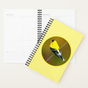 Agenda American Goldfinch - Fotografia original
