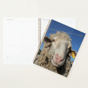 Agenda Animais de Cabeça de Ovelha de Merino Bonito