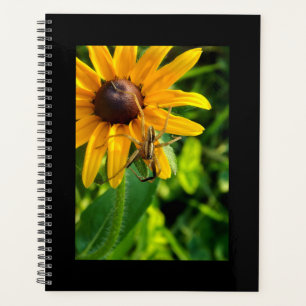 Agenda Aranha Rastreando num Planador Espiral de Girassol