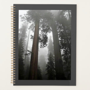Agenda Árvores gigantes de sequoia na porca, CA