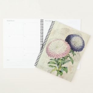 Agenda Astras Flores Vintage Dwarf Chrysanthemum
