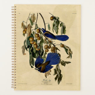 Agenda Audobon - Florida Jay,