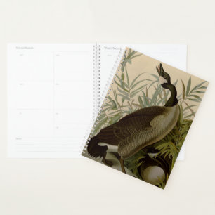 Agenda Audubon Canada Goose Willife Bird