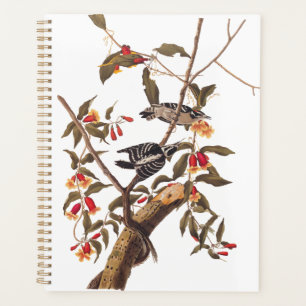 Agenda Audubon Downy Woodpecker Casal com Flores