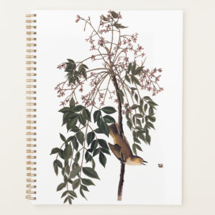 Agenda Audubon White Eyed Vireo Song Bird Art