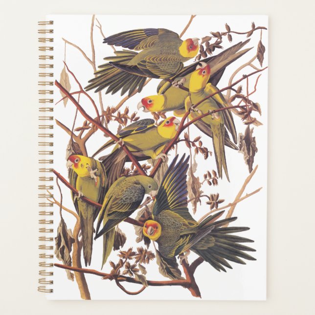 Agenda Audubon's Carolina Parakeet (Frente)