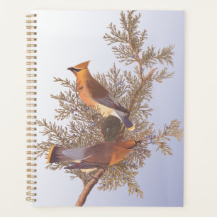 Agenda Ave de Ave de Vassoura Audubon Cedar em Evergreen