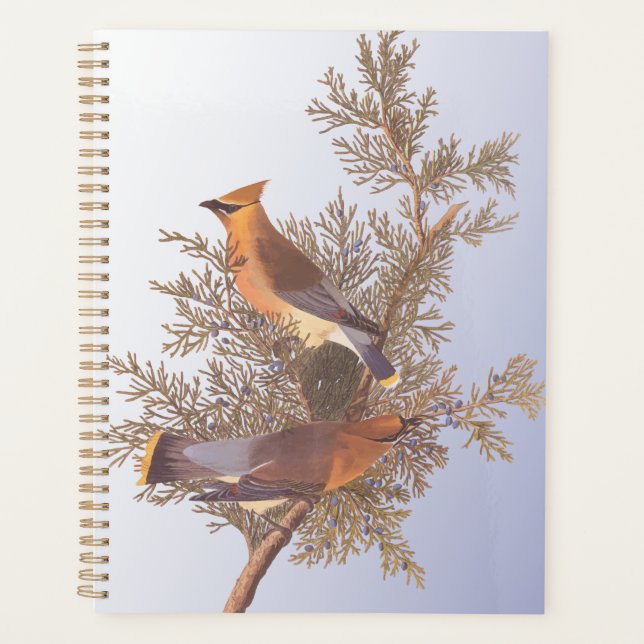 Agenda Ave de Ave de Vassoura Audubon Cedar em Evergreen  (Frente)
