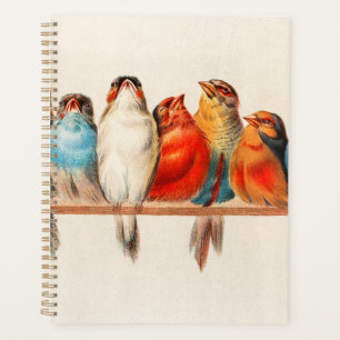 Agenda Aves Sentadas Bonito e Calmas