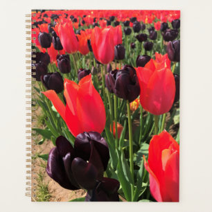 Agenda Ballerina e Rainha das Tulipas Noturnas