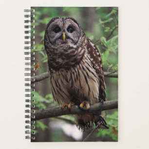 Agenda Barred Owl