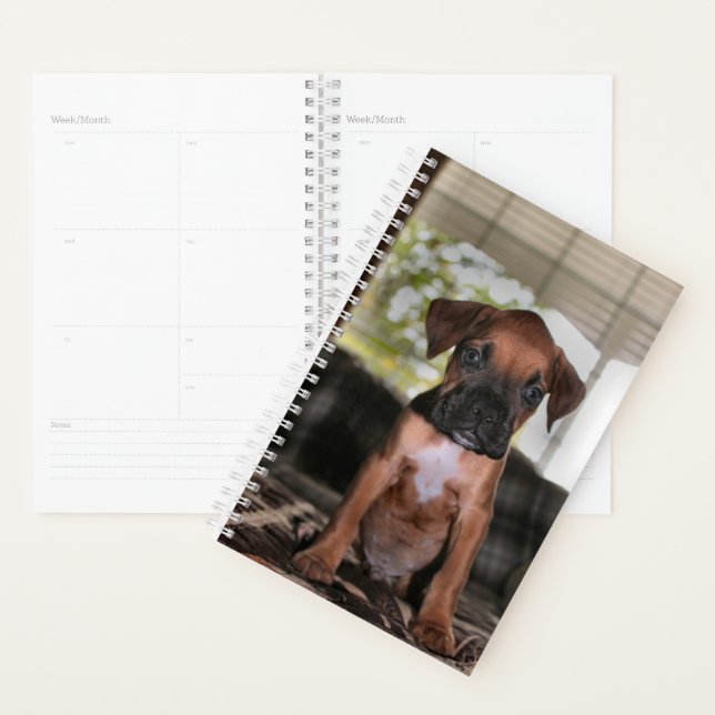 Agenda Bebê boxer (Exibição)