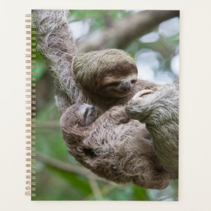 Agenda Bebê de Preguiça com Mãe Pendurada em uma Árvore