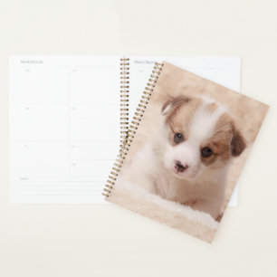 Agenda Bebês Mais Pobres Baby Corgi