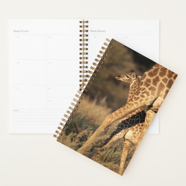 Agenda Bebês Mais Pobres | Baby Giraffe & Parent (Exibição)