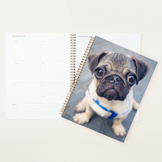 Agenda Bebês Mais Pobres | Baby Pug (Exibição)