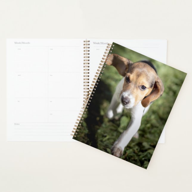 Agenda Bebês Mais Pobres | Beagle Puppy (Exibição)