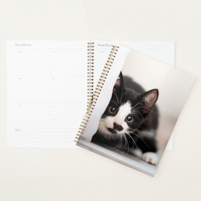 Agenda Bebês Mais Pobres | Black & White Kitten (Exibição)
