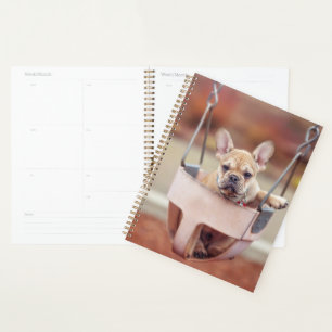 Agenda Bebês Mais Pobres Buldogue francês