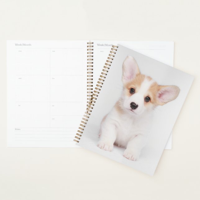 Agenda Bebês Mais Pobres | Corgi Branco (Exibição)