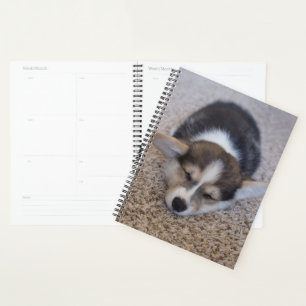 Agenda Bebês Mais Pobres Corgi Puppy em Shag Rug