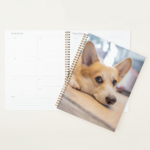 Agenda Bebês Mais Pobres   Corgi Puppy no chão