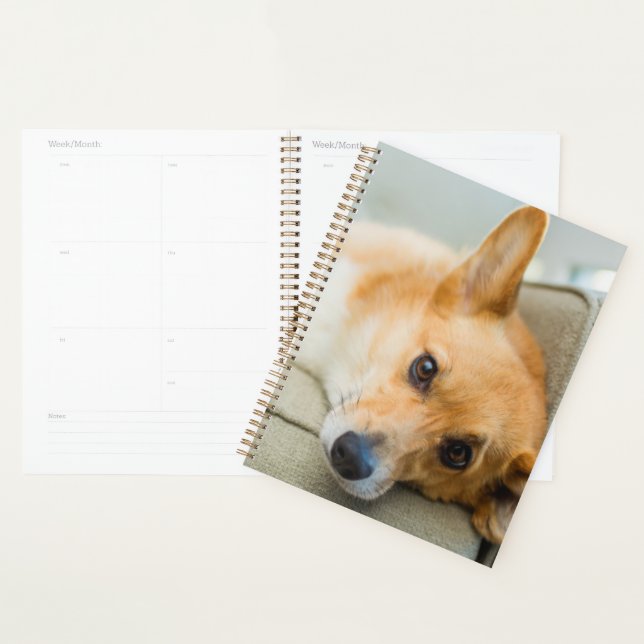 Agenda Bebês Mais Pobres | Corgi Puppy no sofá (Exibição)