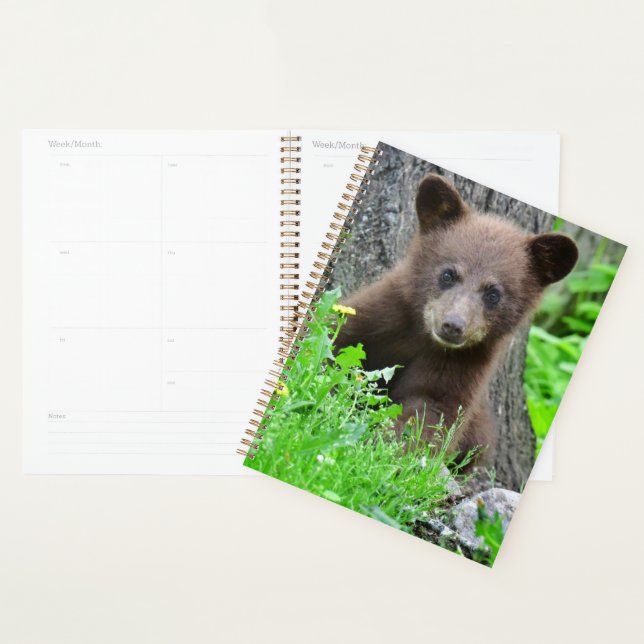 Agenda Bebês Mais Pobres | Cubo-Urso-Marrom (Exibição)
