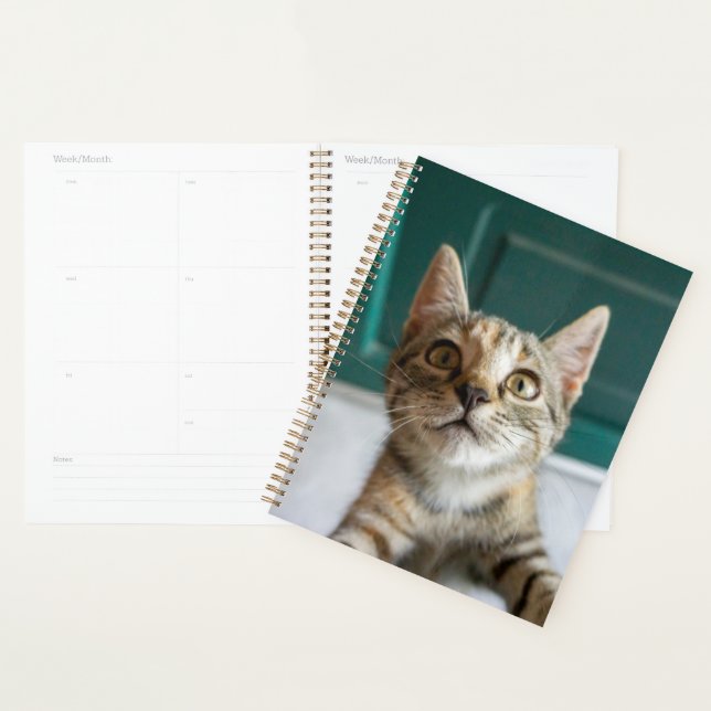 Agenda Bebês Mais Pobres | Cute Tabby Kitten (Exibição)