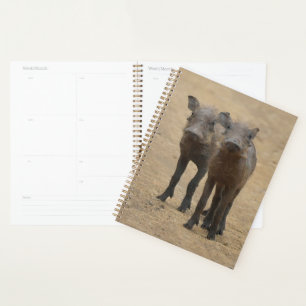 Agenda Bebês Mais Pobres Dois Jovens Warthogs