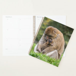 Agenda Bebês Mais Pobres Família Barbary Macaque