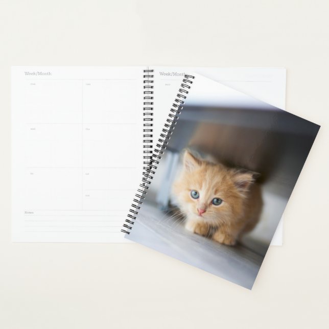 Agenda Bebês Mais Pobres | Fluffy Orange Kitten (Exibição)