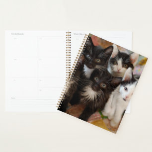 Agenda Bebês Mais Pobres Gatinhos Pretos e Brancos