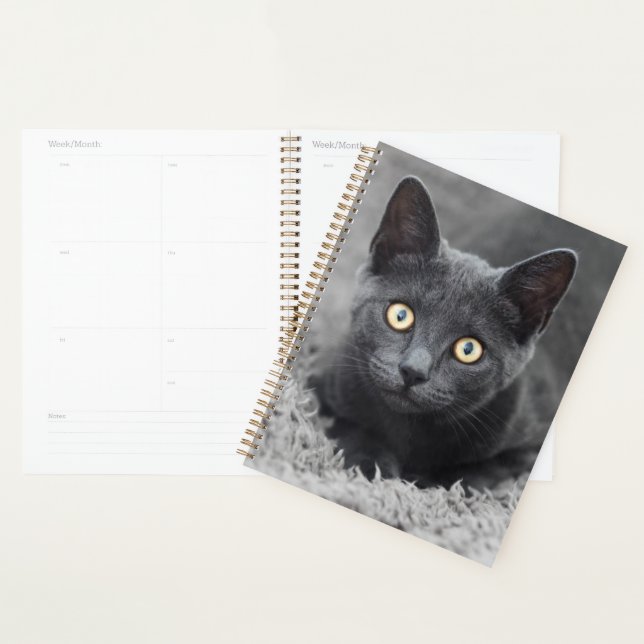 Agenda Bebês Mais Pobres | Gato Cinza (Exibição)