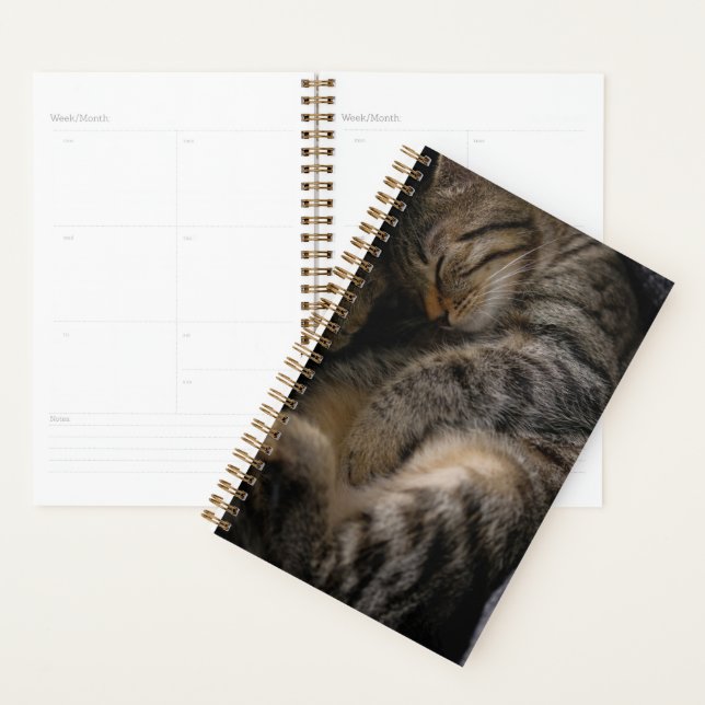 Agenda Bebês Mais Pobres | Gato-De-Dormir (Exibição)